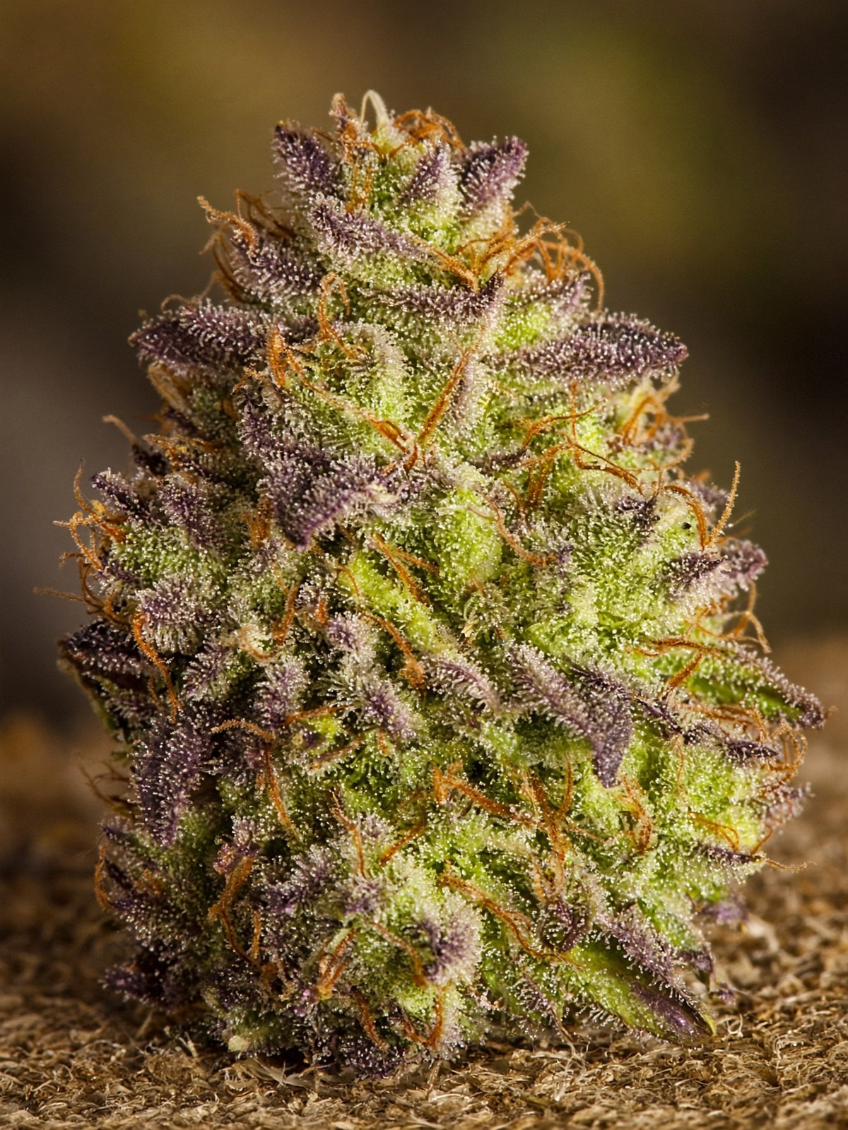 Zorroz #99 aka Zkittlez x Runtz